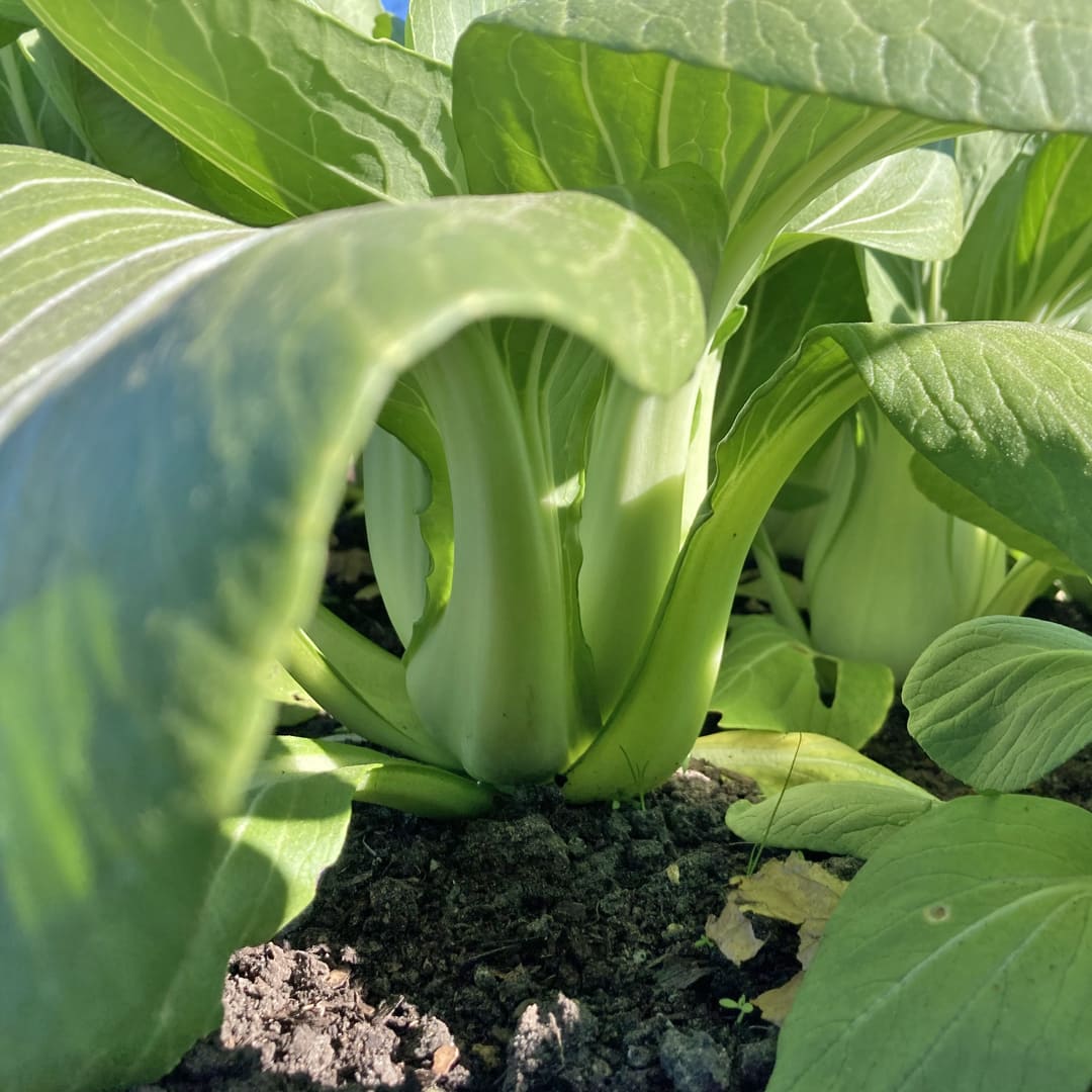 Pak Choi Gemüsepfanne