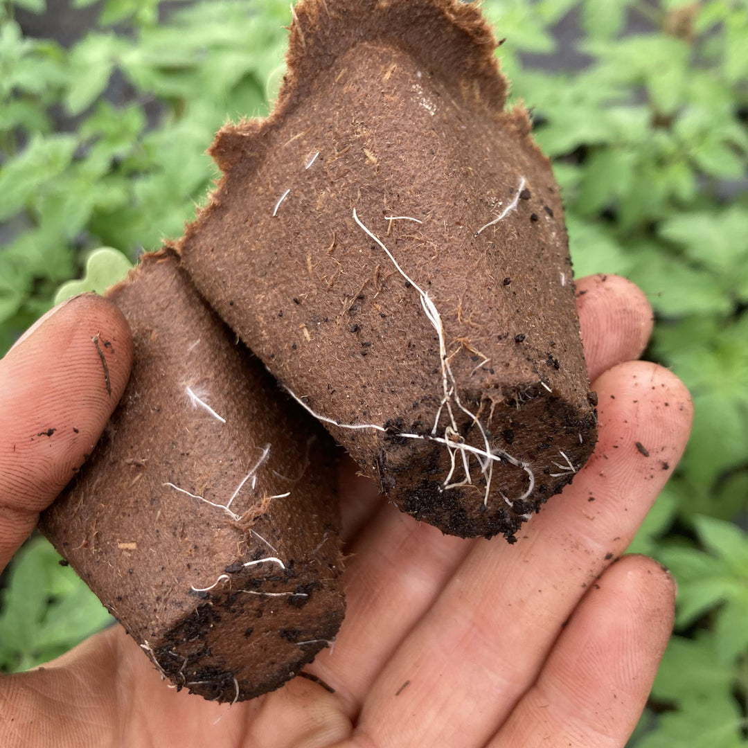 Bio-Jungpflanzenanzucht für den Hobbygarten