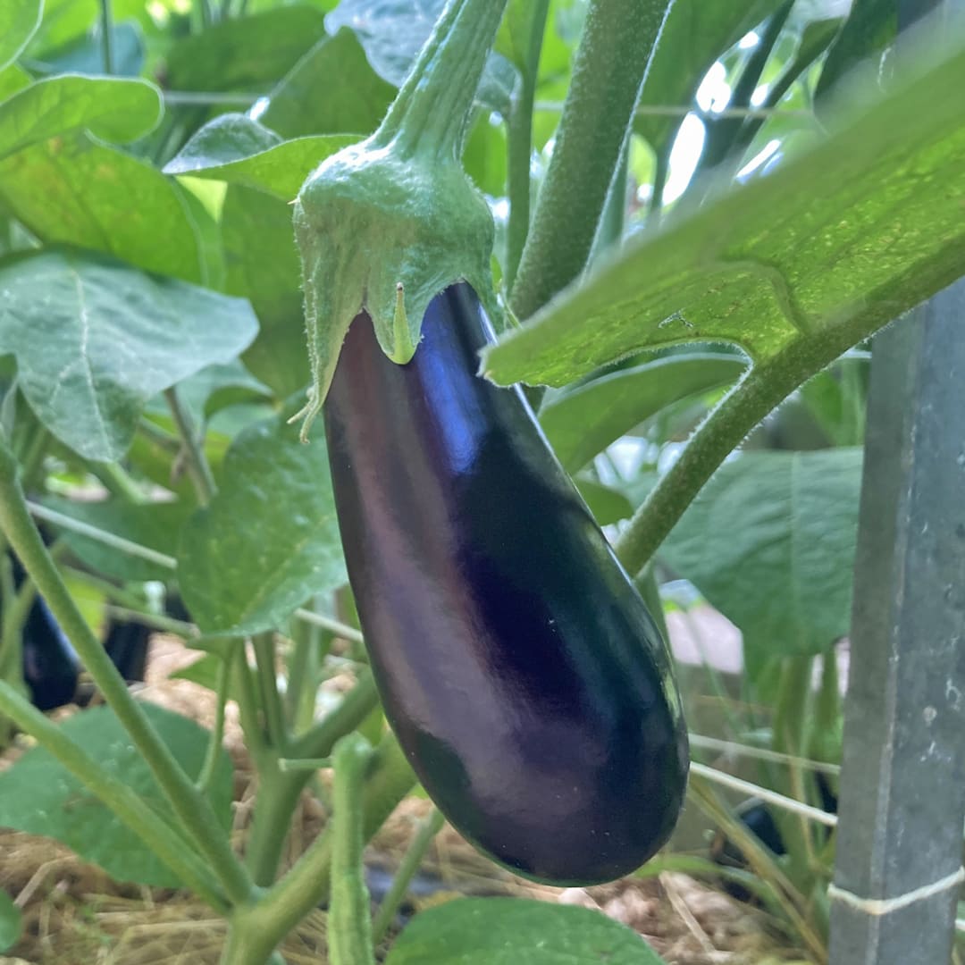 Bio-Jungpflanze Aubergine Zora (Solanum melongena)