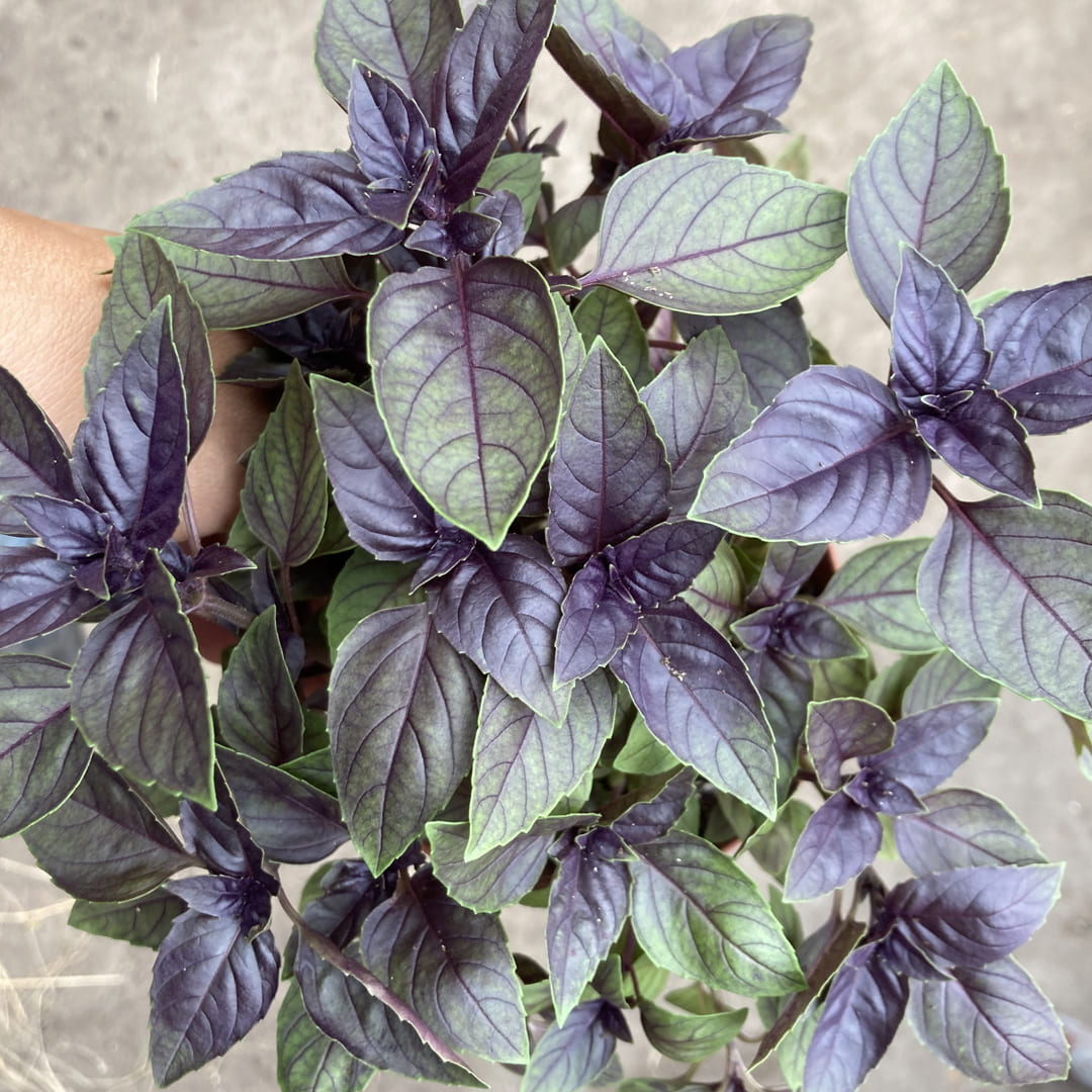 Bio-Basilikum "rotblättrig" im Topf