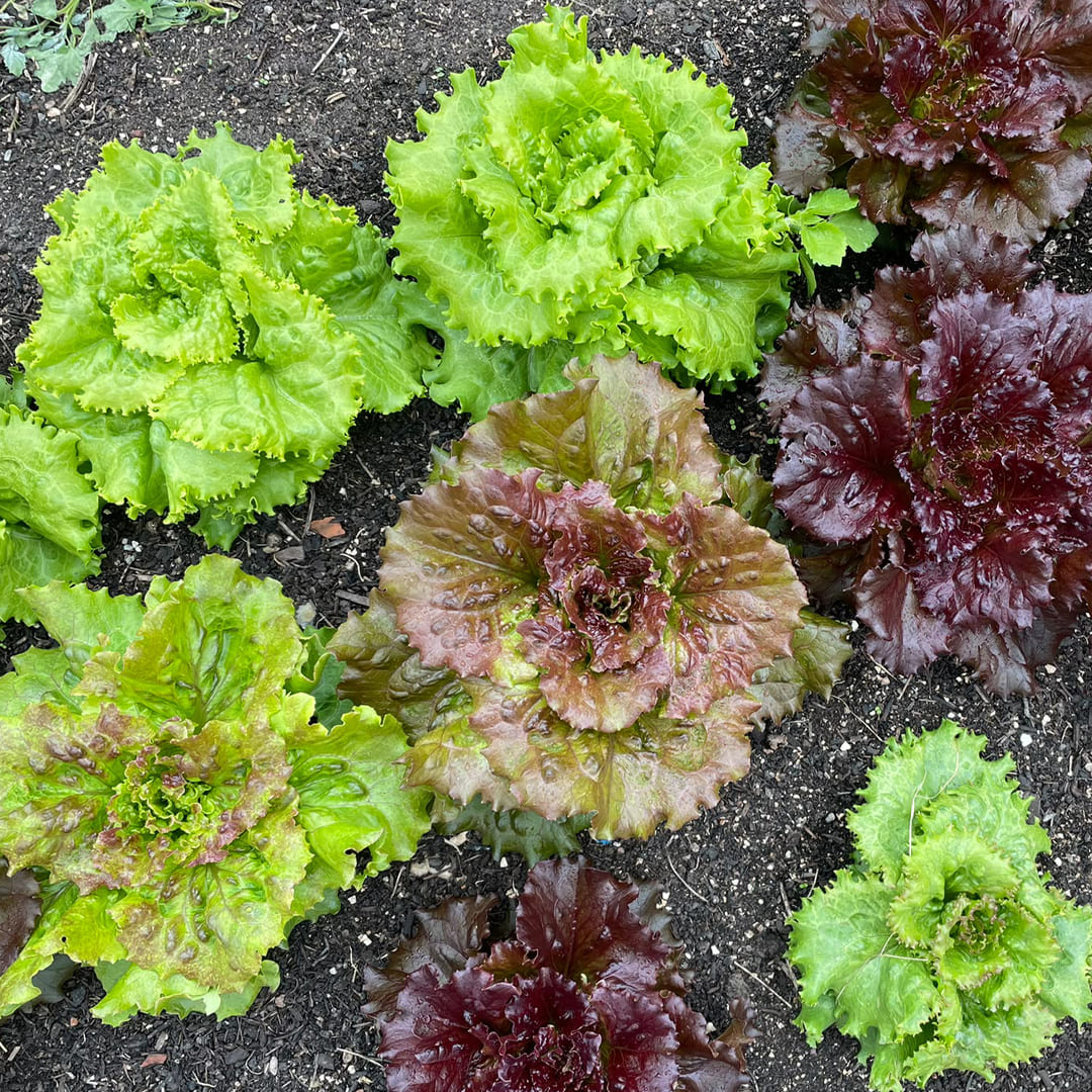 Bio-Bataviasalat "Colorato" Sortenmischung
