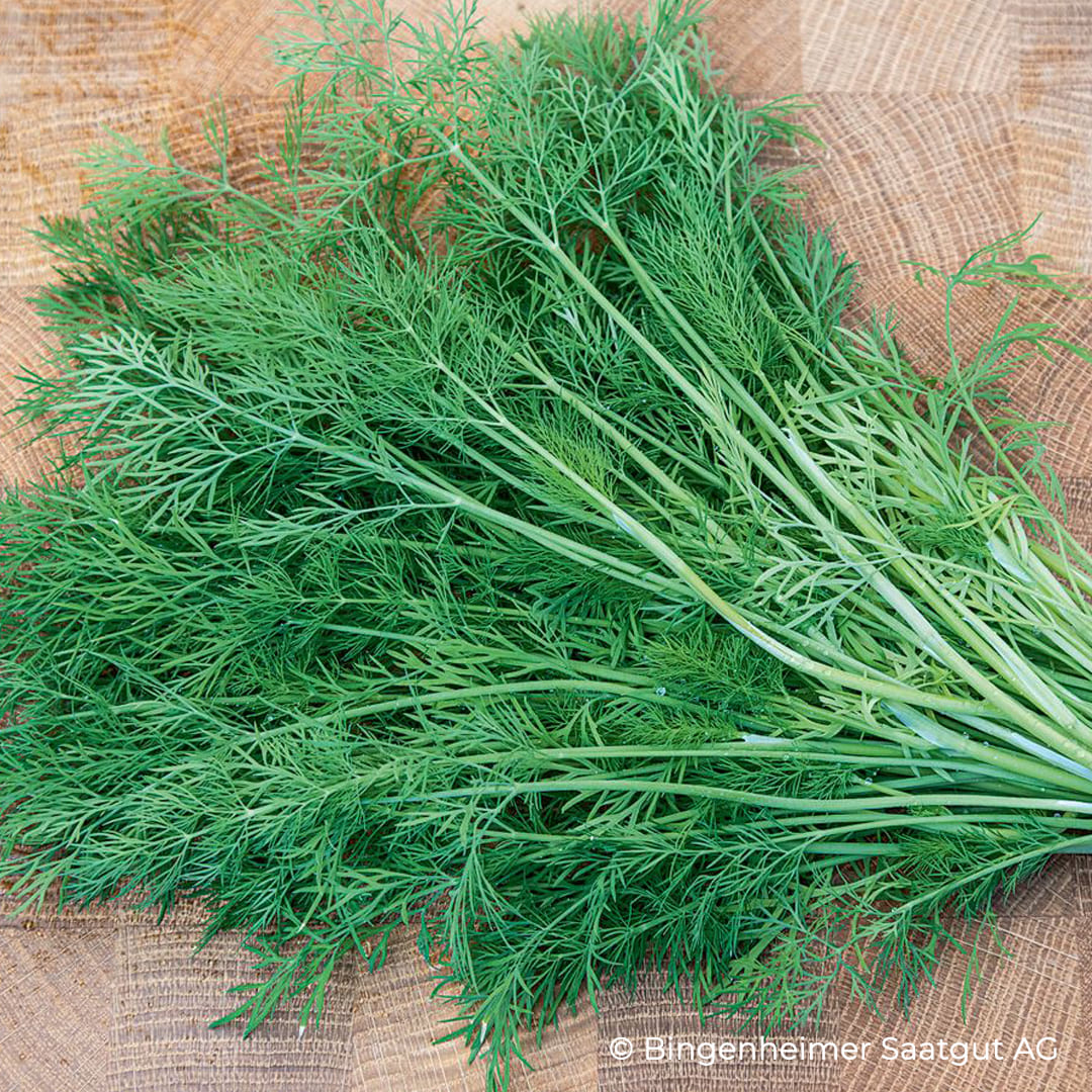 Bio-Dill "Bob" im Topf