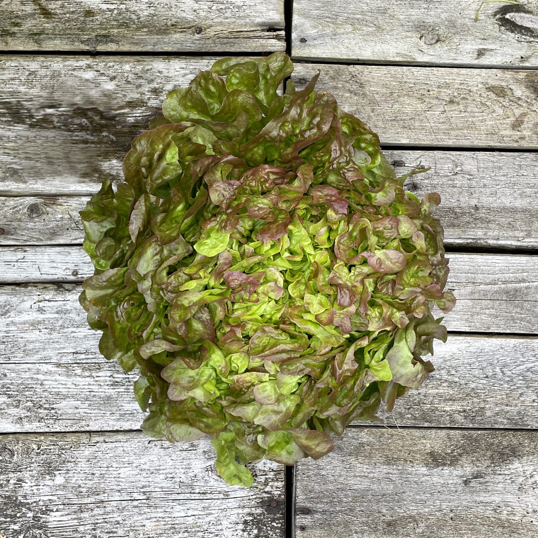 Rotgrüner Bio-Eichblattsalat Bijella