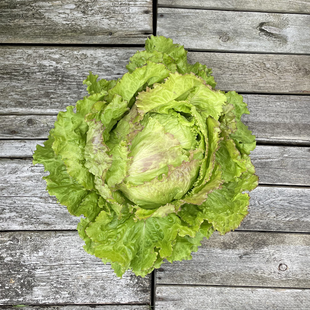 Bio-Eisbergsalat mit rot getuschten Blättern
