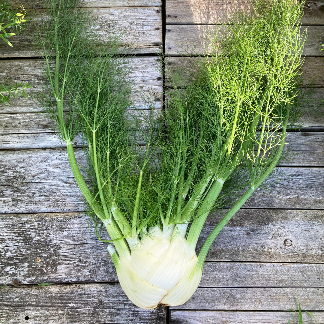 Bio-Fenchel mit Grün