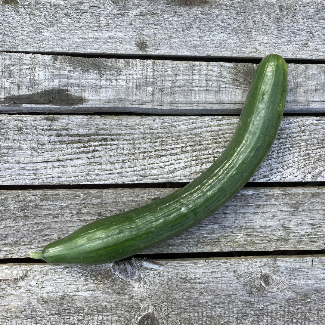 Grüne Salatgurke