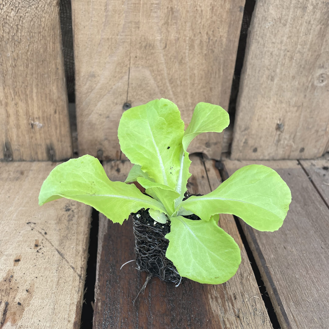 Bio Kopfsalat Jungpflanze