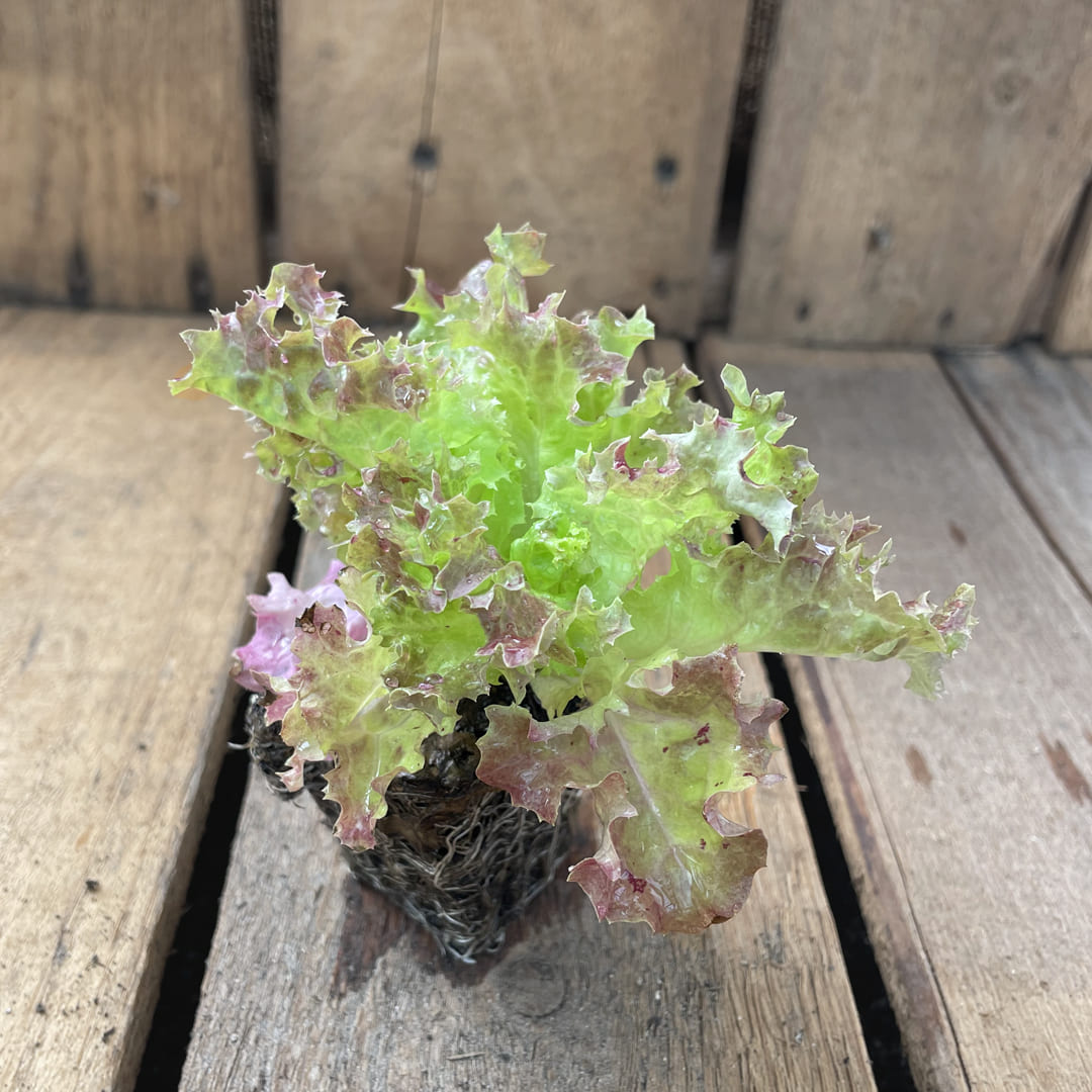 Bio-Jungpflanze Pflücksalat Lollo Rossa