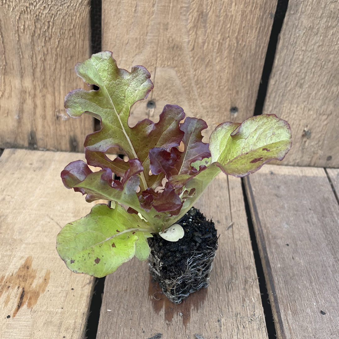 Bio Pflücksalat Jungpflanze in Rot