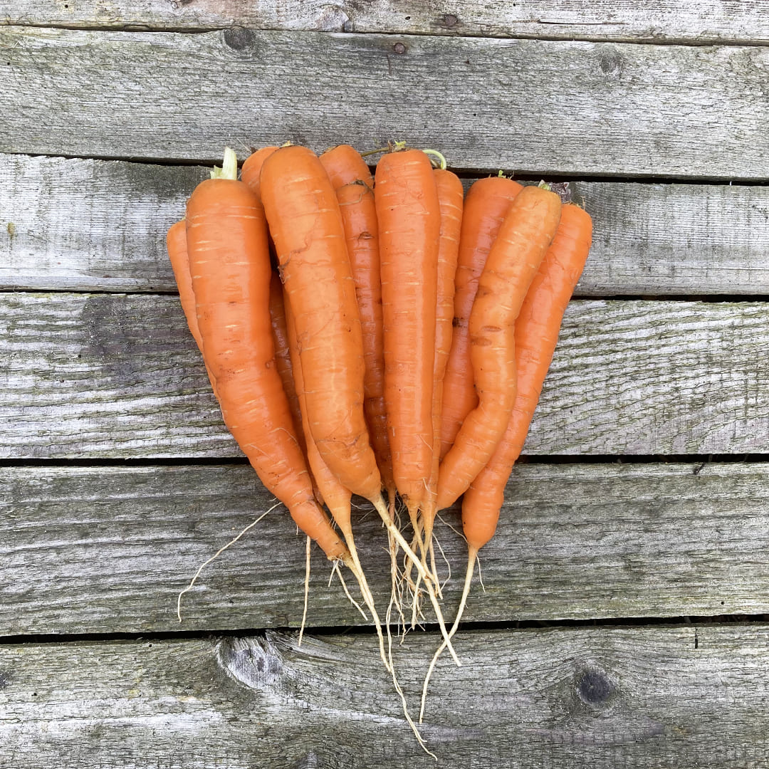 Orangefarbene Bio-Karotten