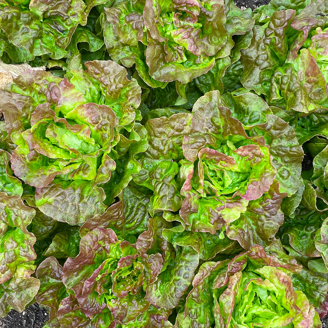 Bio-Kopfsalat rot "Pirat"