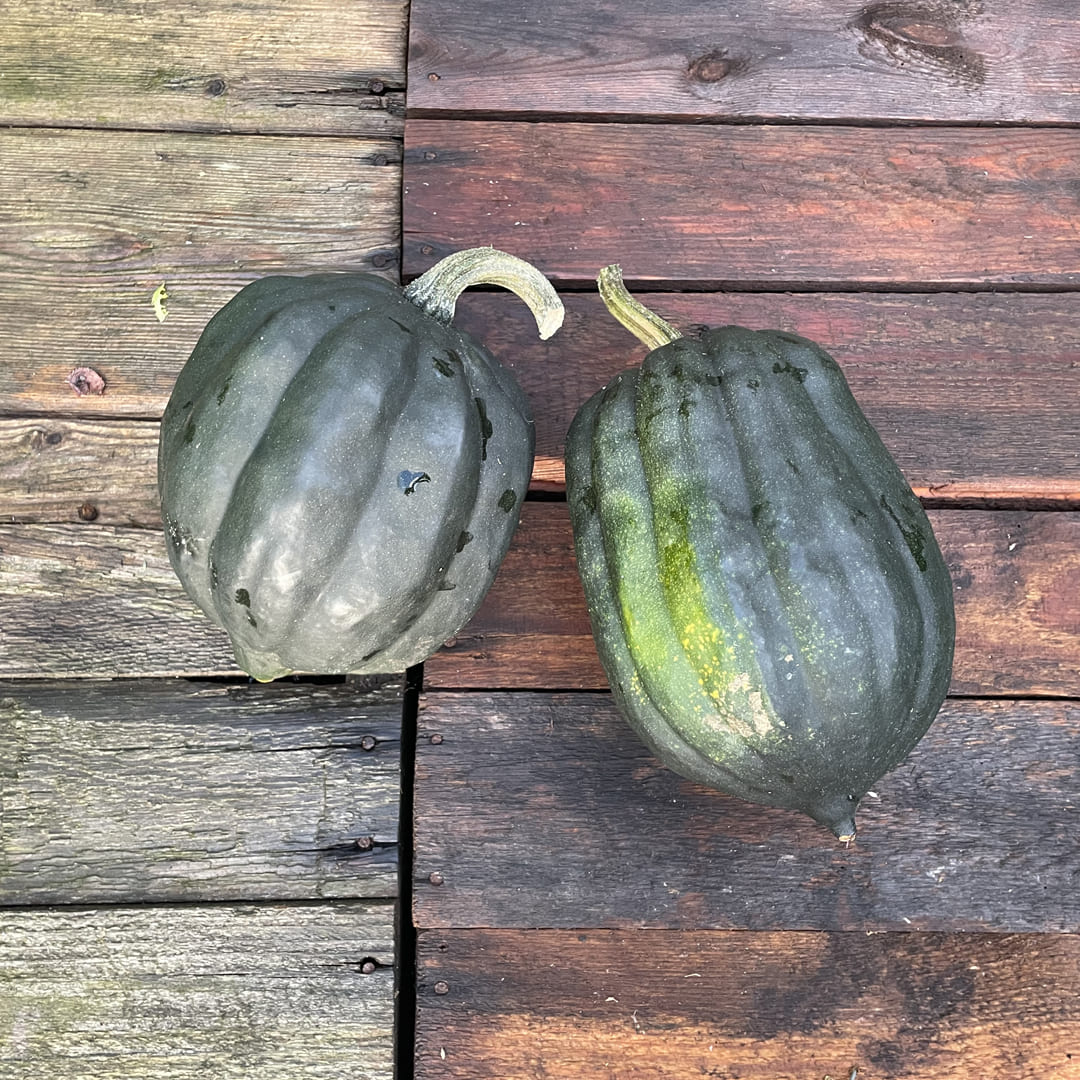 Bio-Jungpflanze Kürbis Table Queen (Cucurbita pepo)