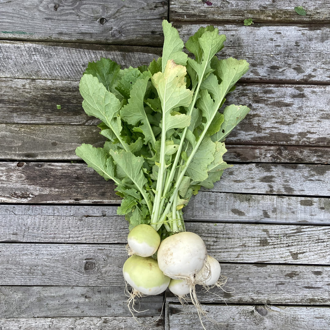 Bio-Mairüben "Snowball"