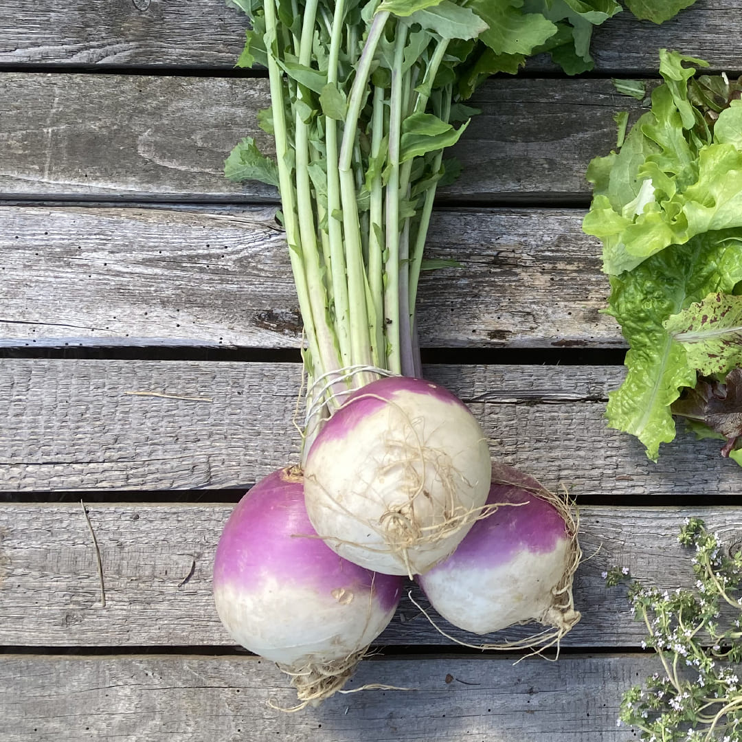 Bio-Mairüben "Blanc globe à collet violet"