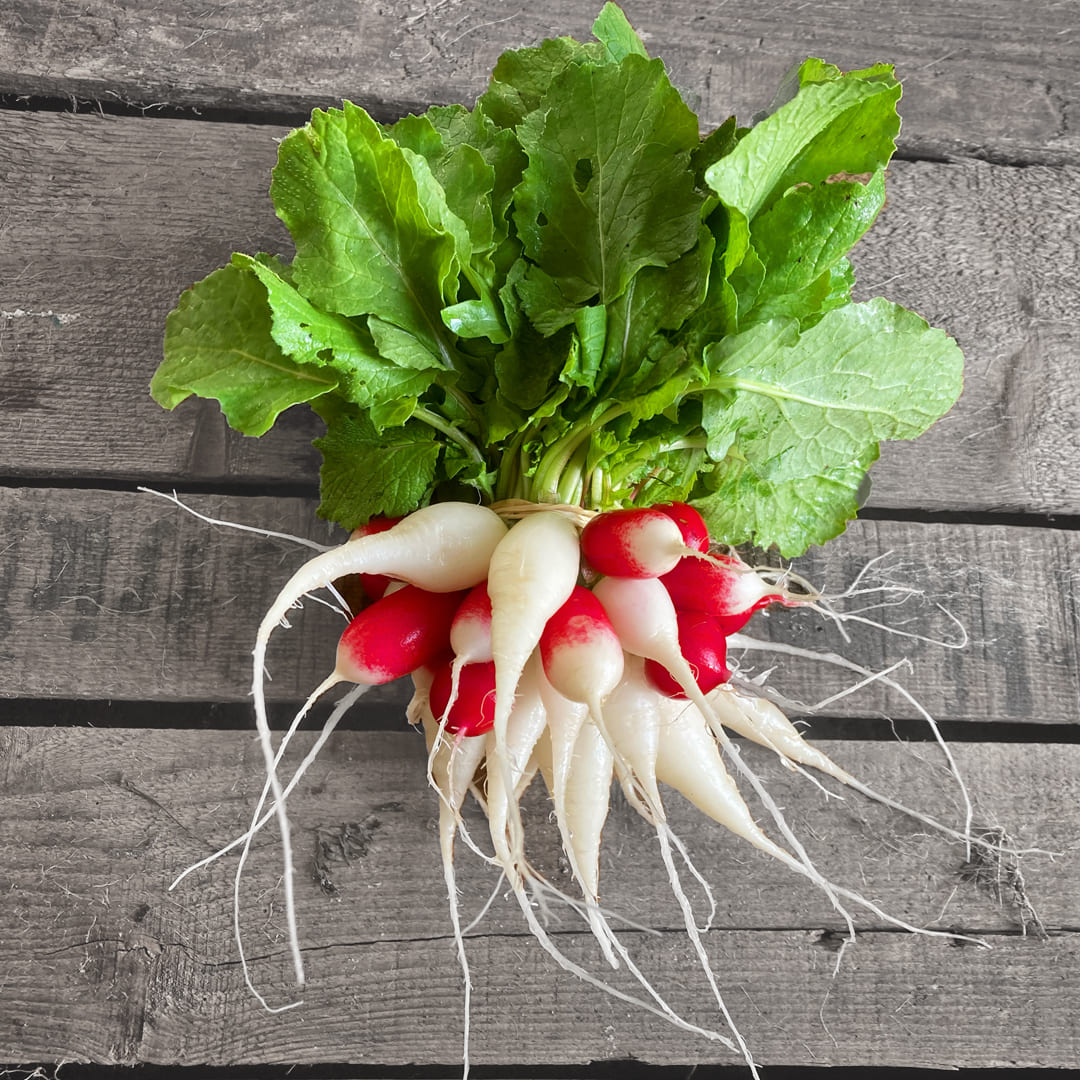 Bio-Radieschen-Mix