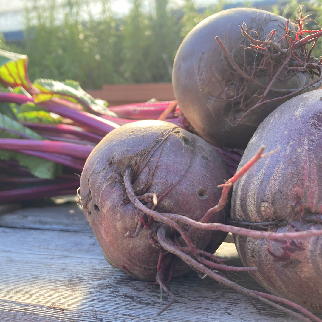 Bio Rote Beete Knollen