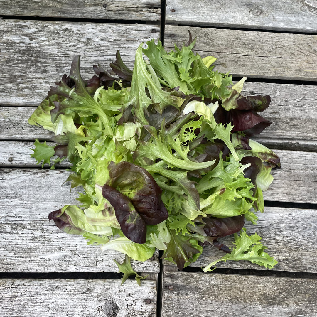 Bunte Salanova Schnittsalat-Mischung