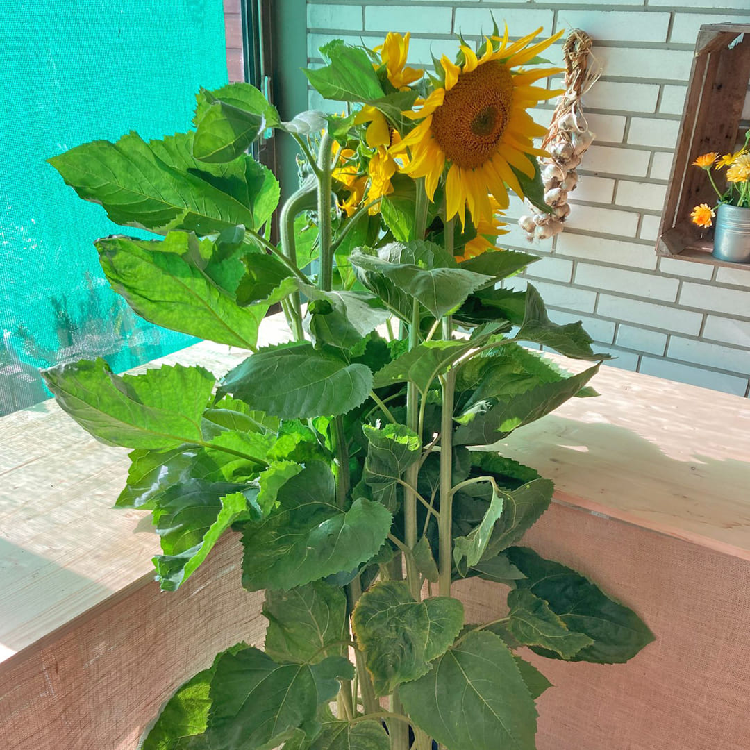 Sonnenblumen im Verkaufsraum