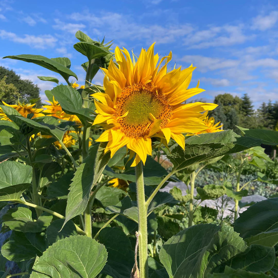 Gelbe Sonnenblume im Sonnenschein