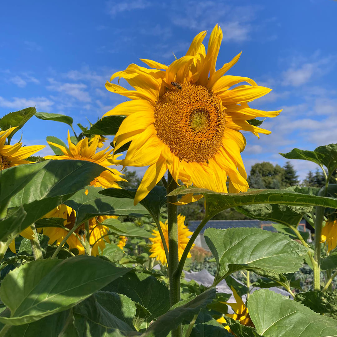 Gelbe Sonnenblume mit Biene