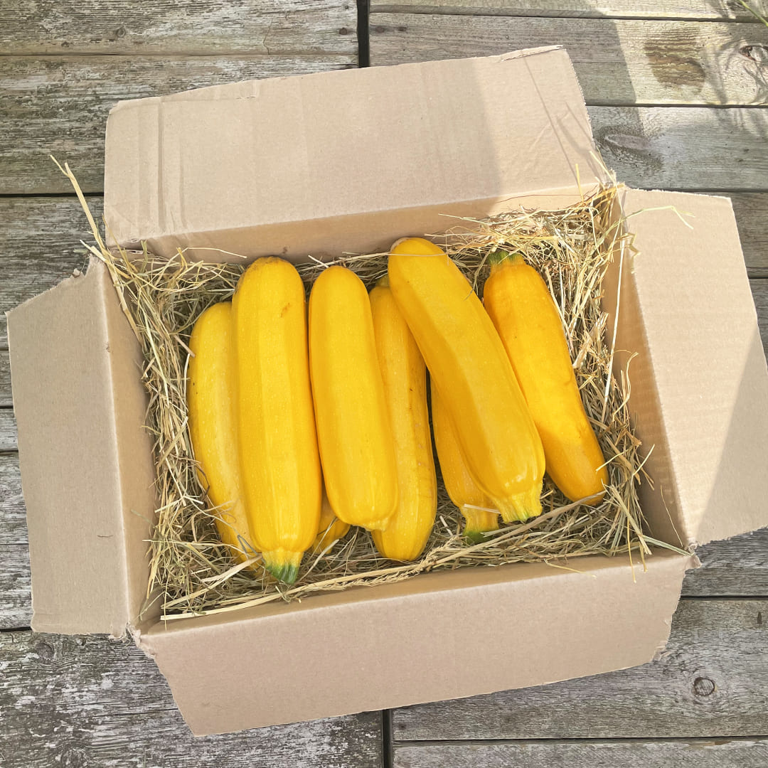 2kg gelbe Bio-Zucchini auf Heu im Karton