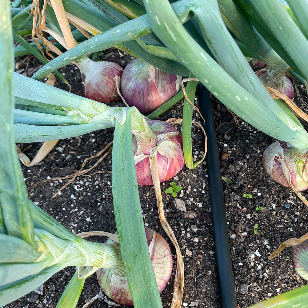 Bio-Zwiebel rot "Rose de Keruel"