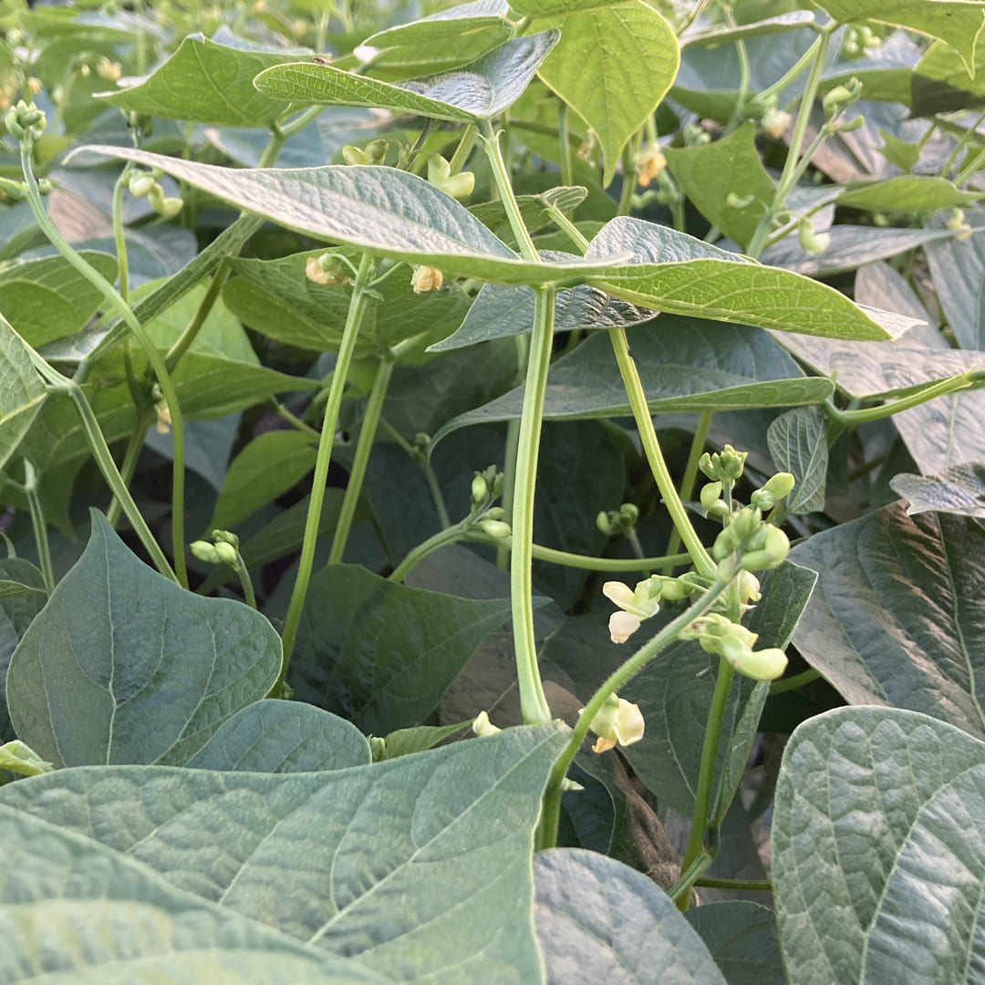 Bio-Jungpflanze Buschbohne Domino (Phaseolus vulgaris)