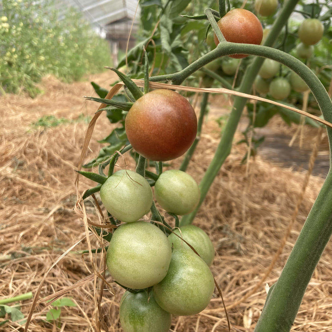 Rispe der Black Cherry Tomate