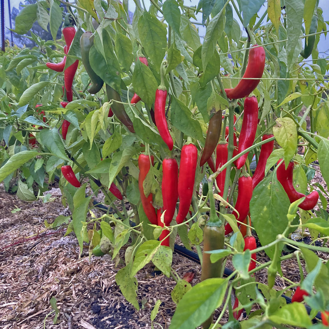 Bio-Jungpflanze Chili/Pfefferoni Poot Pepper