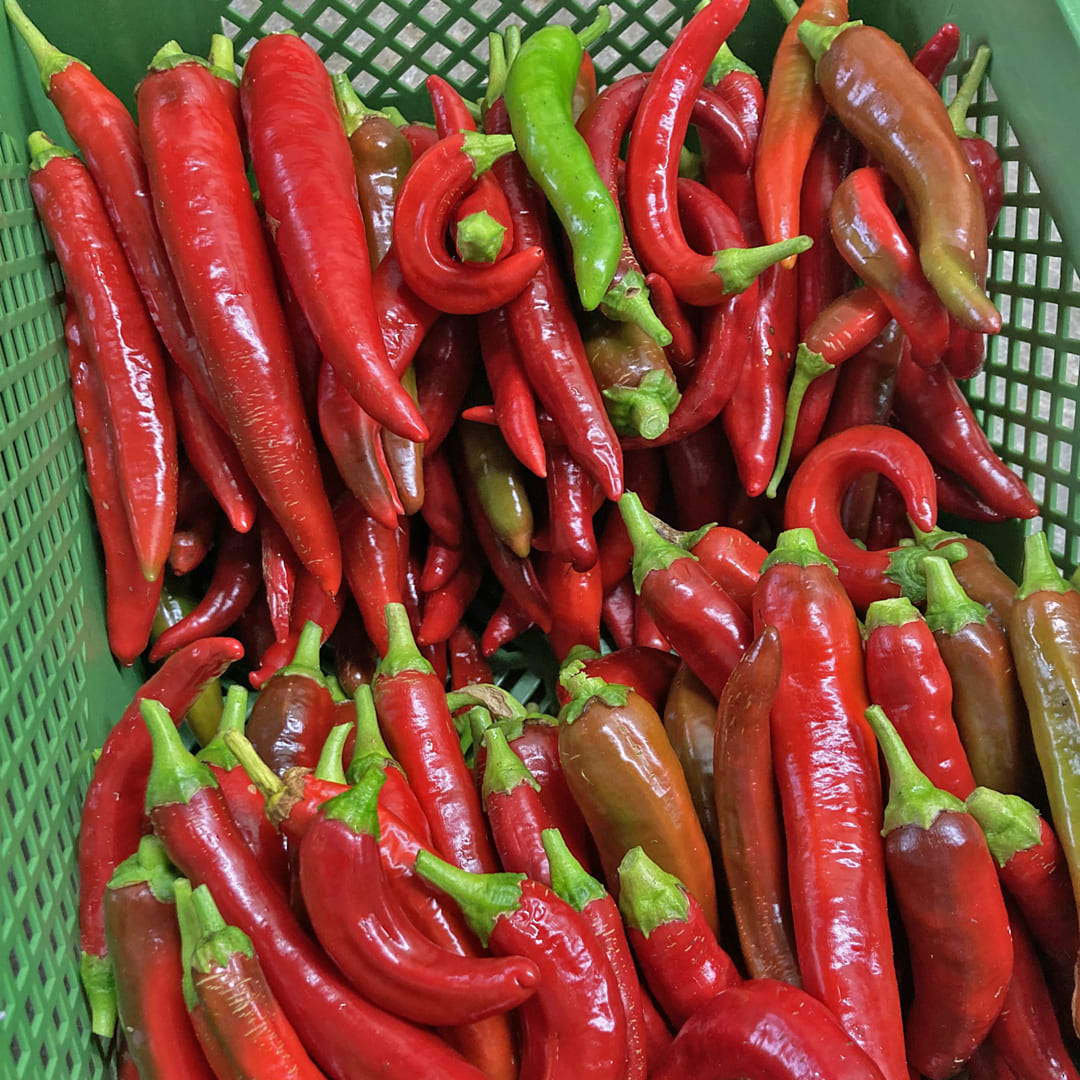 Bio-Jungpflanze Chili/Pfefferoni Poot Pepper (Capsicum annuum)