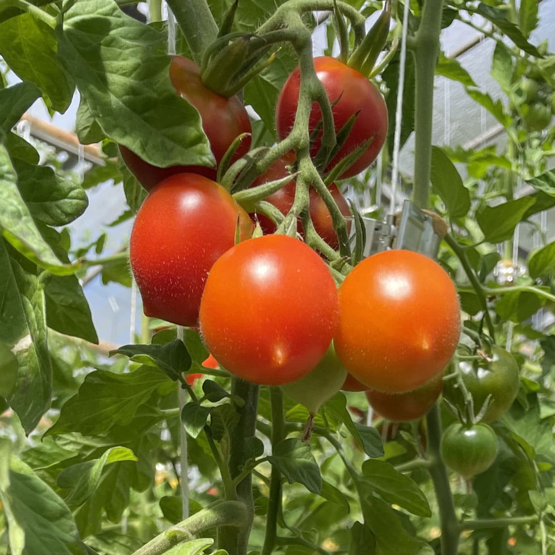 Bio-Cocktailtomate "Ruthje"