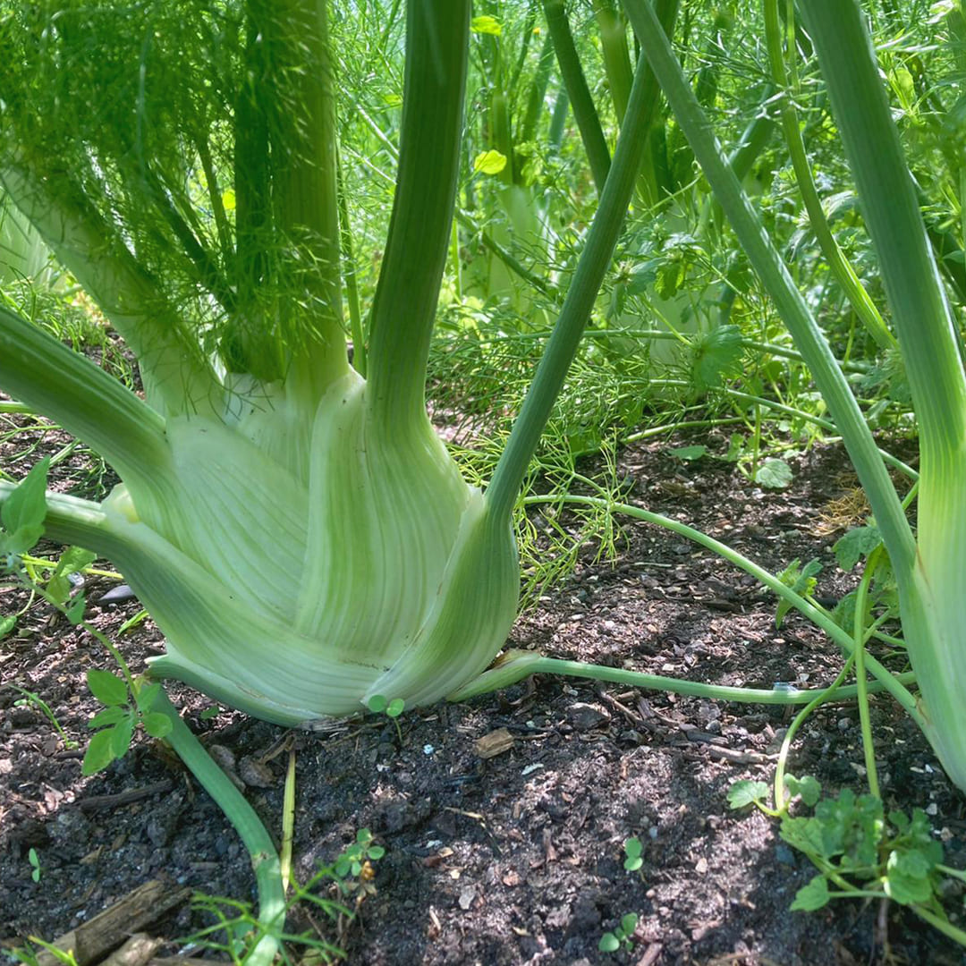 Bio-Knollenfenchel "Fenno"