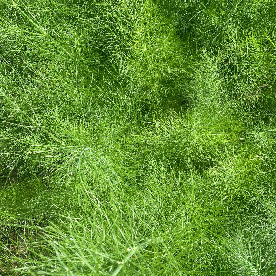 Bio-Jungpflanze Knollenfenchel Fenno (Foeniculum vulgare)