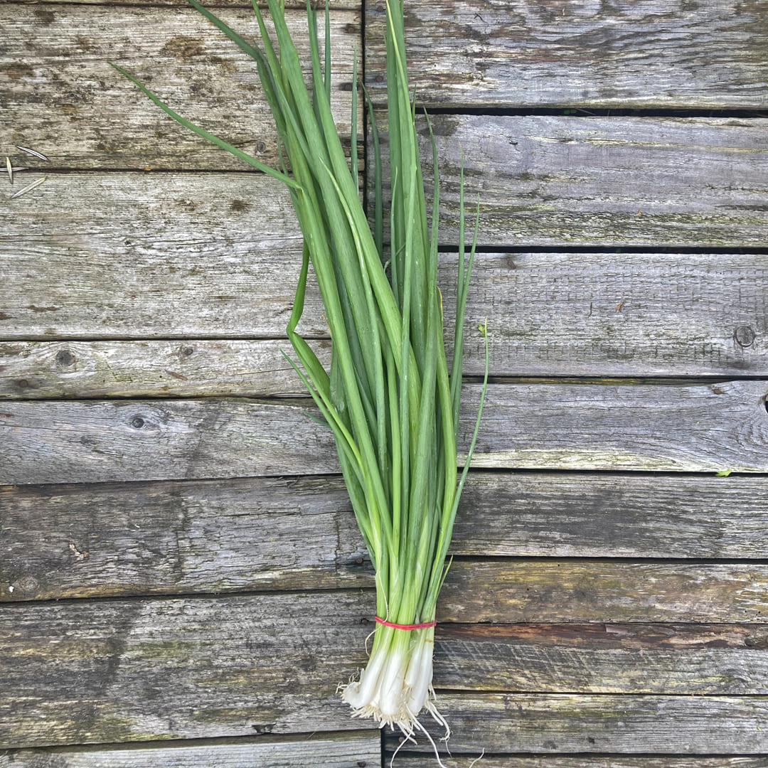 Bio-Jungpflanze Frühlingszwiebel Ishikura Long White, 6er-Schale