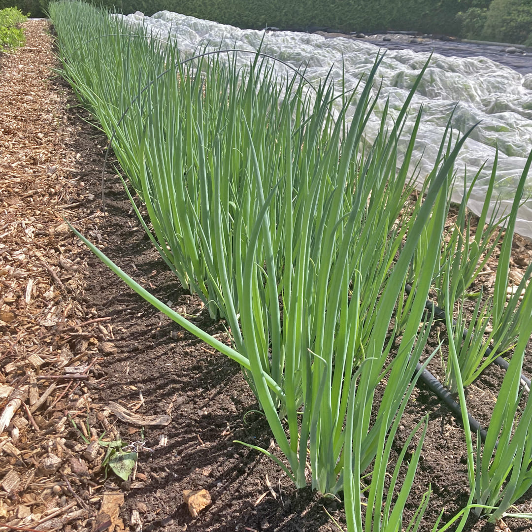 Bio-Jungpflanze Frühlingszwiebel Ishikura Long White, 6er-Schale