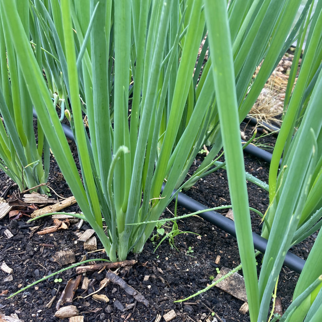 Bio-Jungpflanze Frühlingszwiebel Ishikura Long White, 6er-Schale