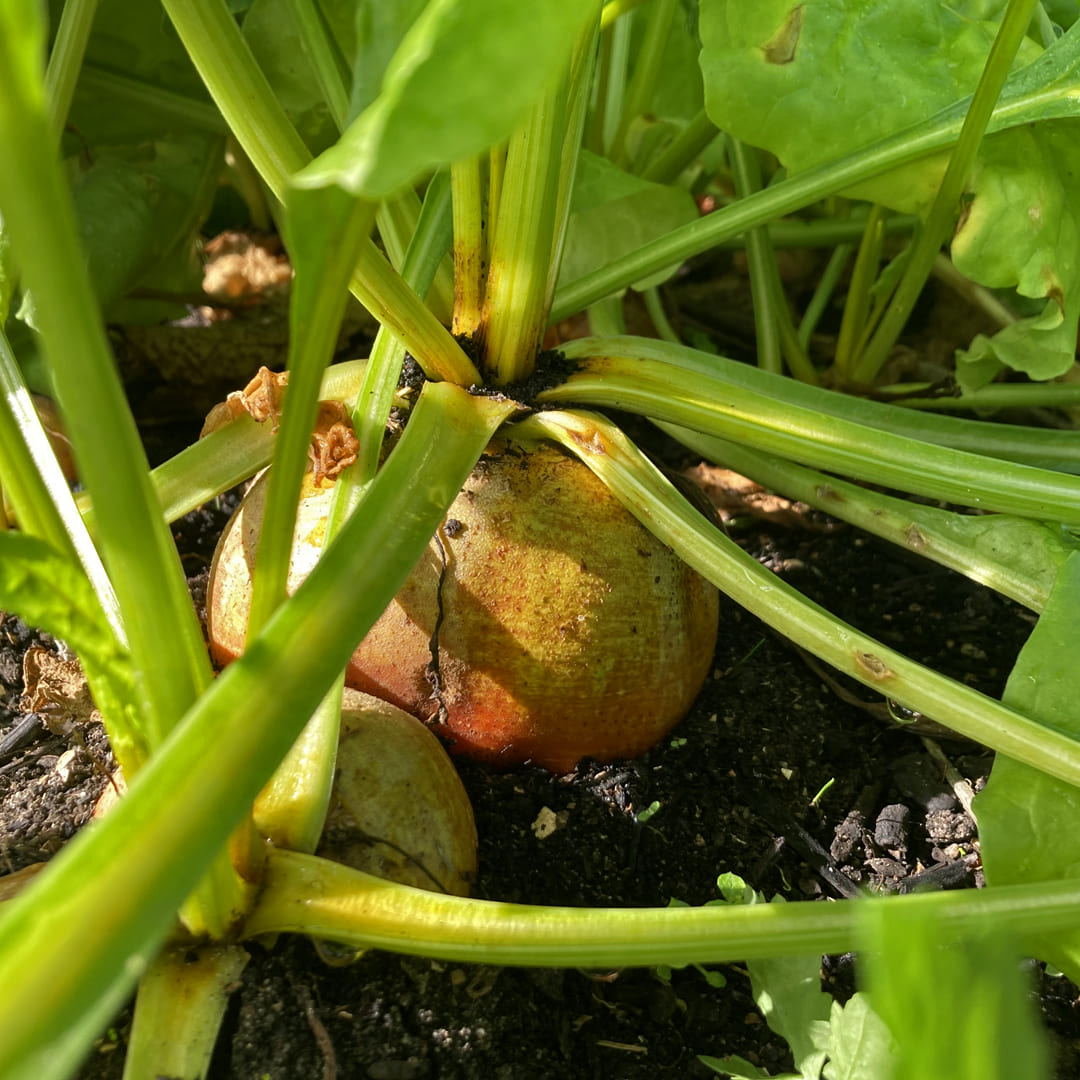 Gelbe Beete Wintersonne im Beet