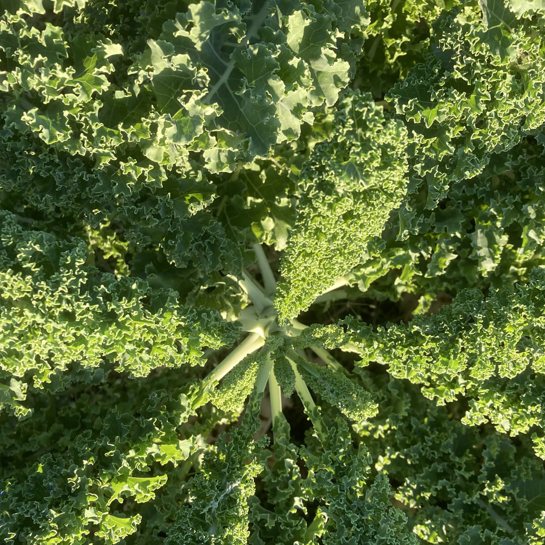 Bio-Jungpflanze Grünkohl Lerchenzungen, 4er-Schale