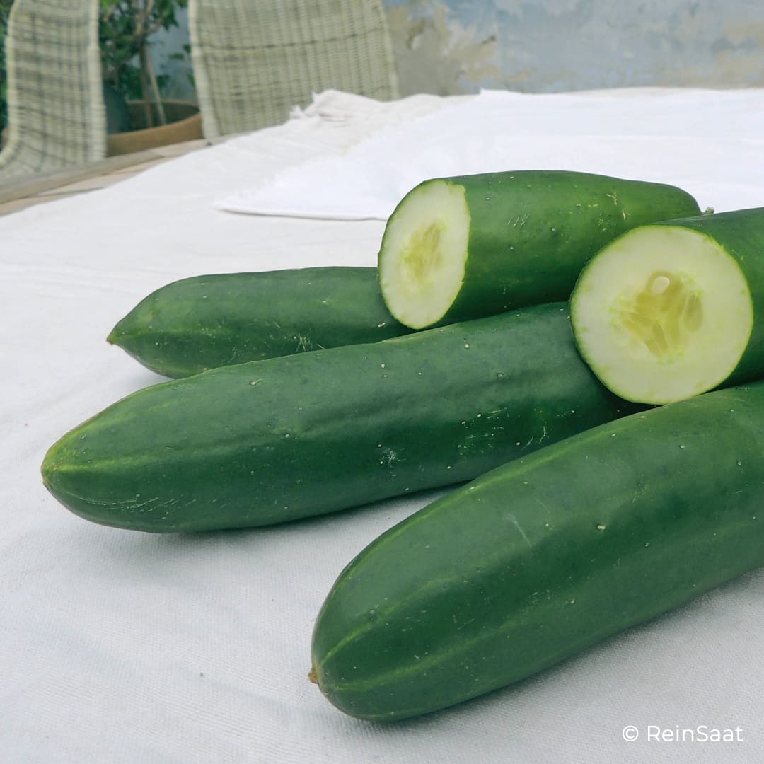 Gurke Gergana auf Gartentisch