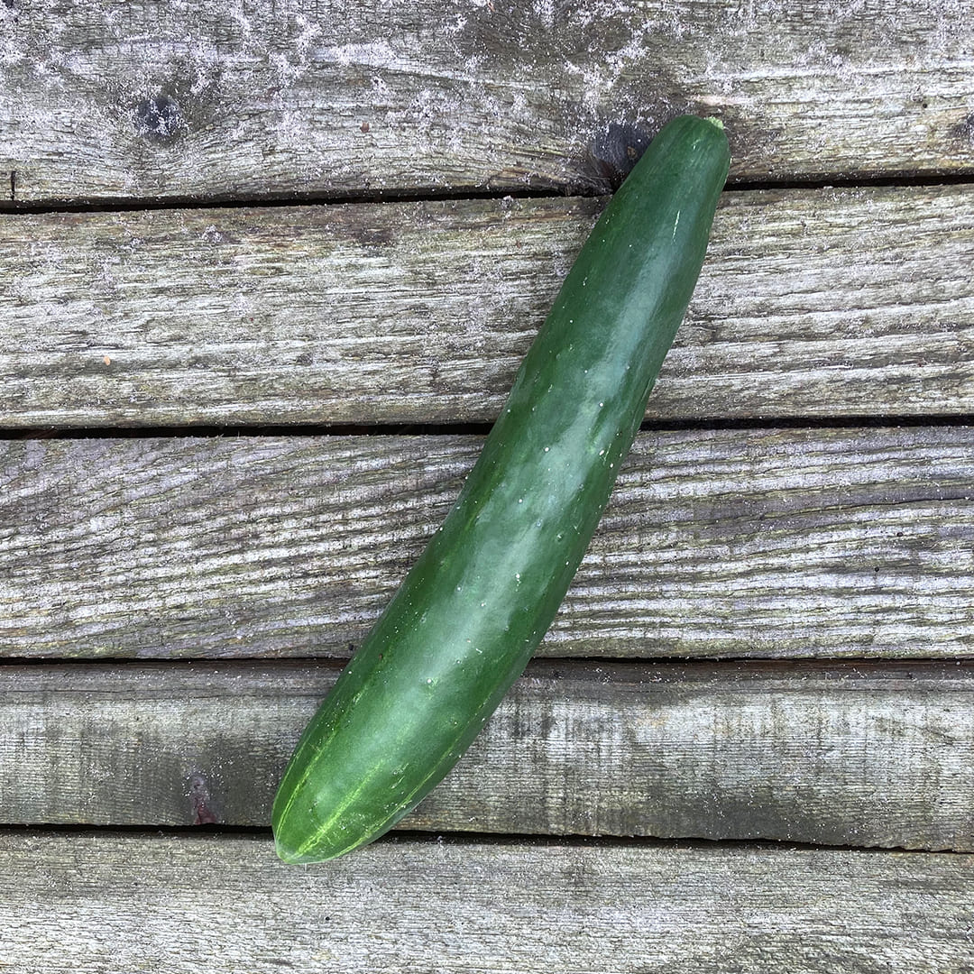 Bio-Jungpflanze Salatgurke Gergana