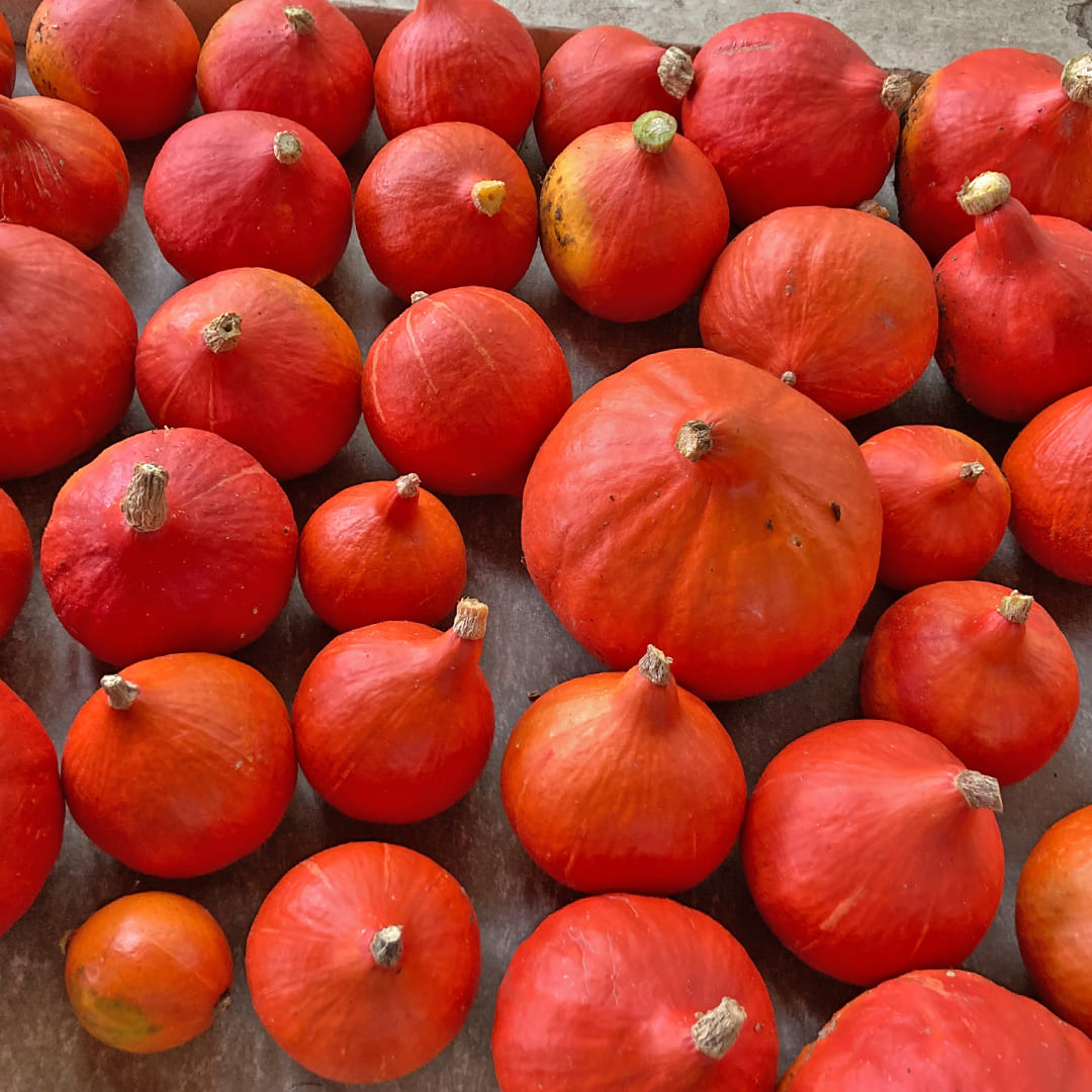 Bio-Jungpflanze Hokkaido-Kürbis Red Kuri