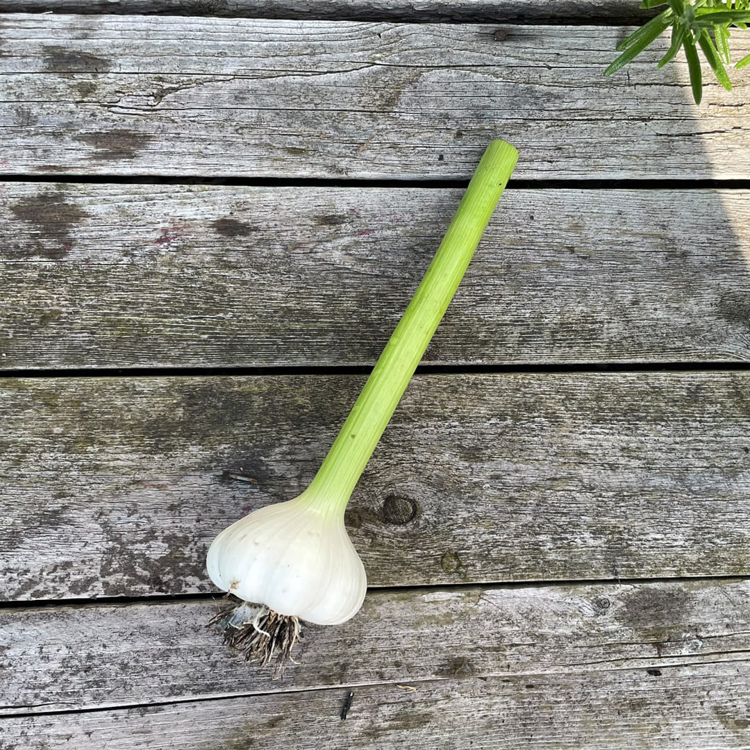 Bio-Knoblauch "Vallelado"
