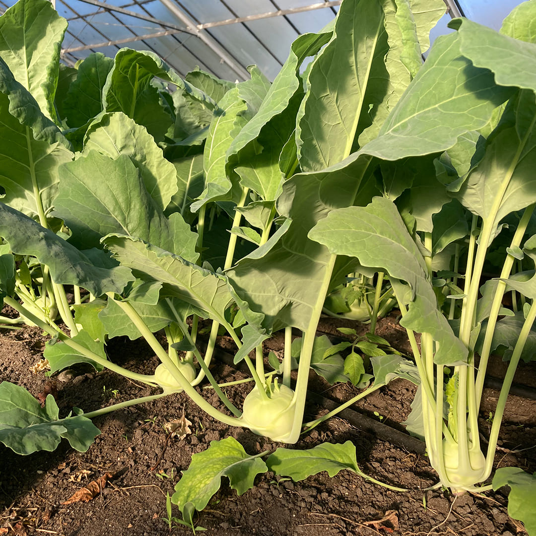 Bio-Jungpflanze Kohlrabi Enrico
