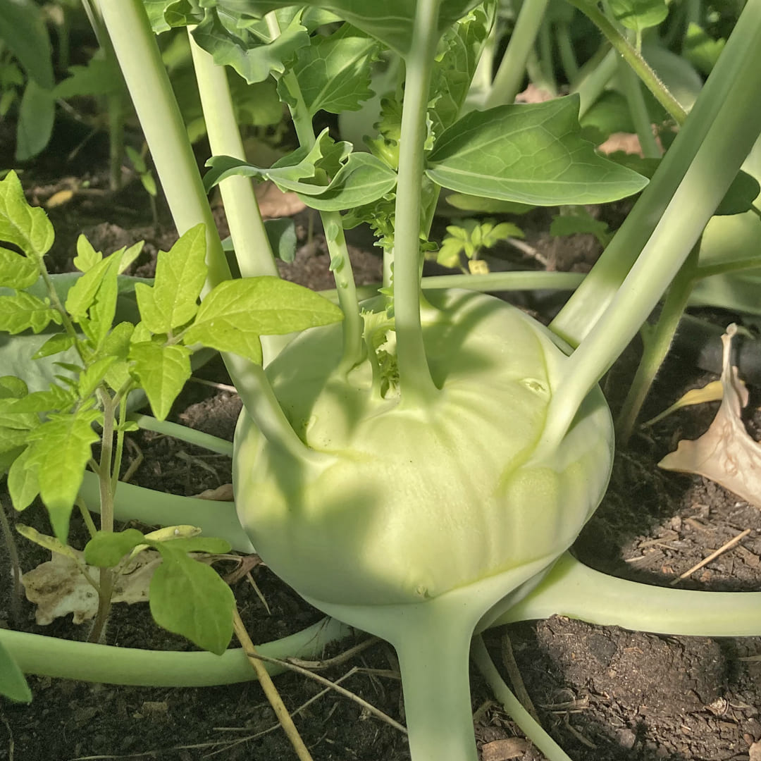 Bio-Jungpflanze Kohlrabi Enrico