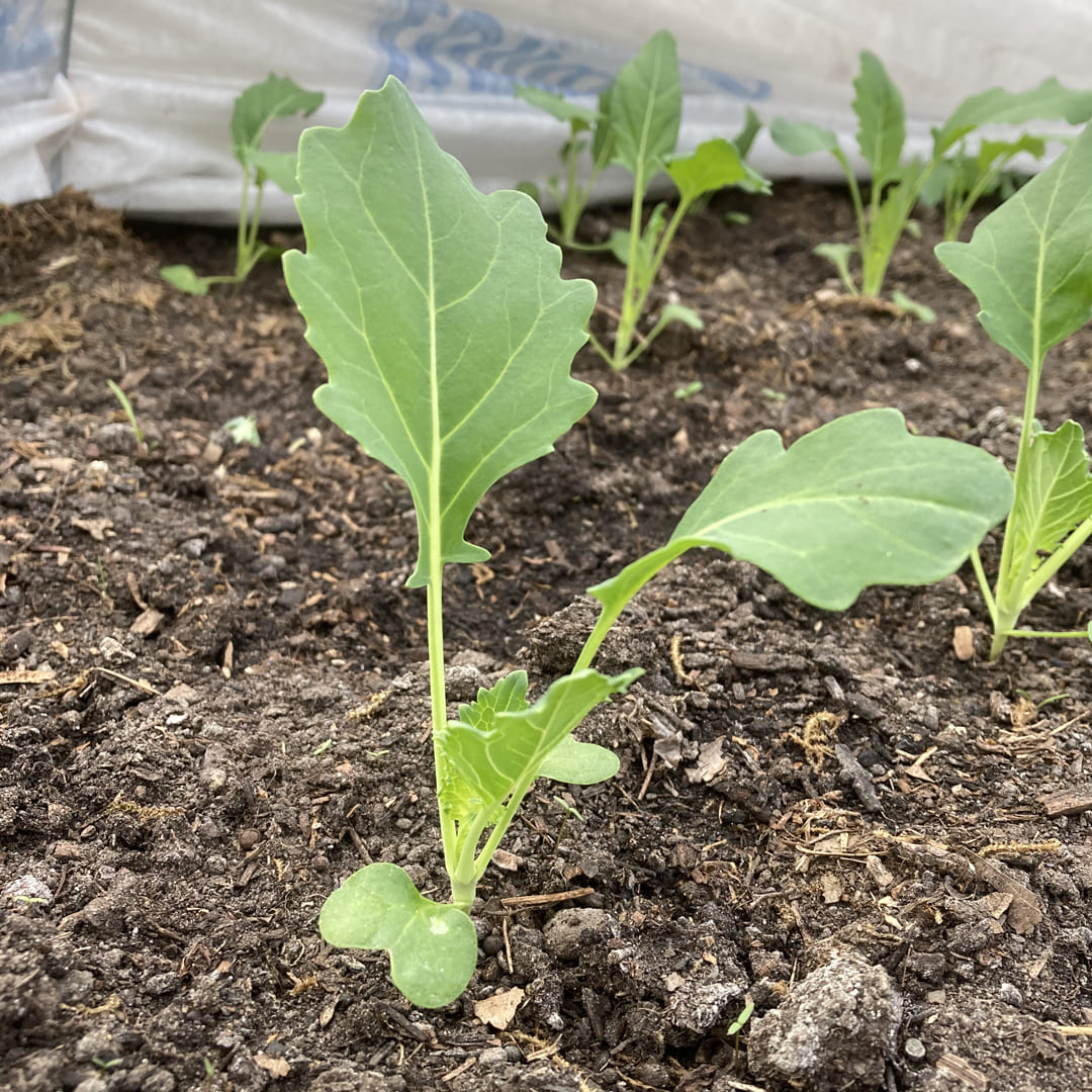 Bio-Jungpflanze Kohlrabi Enrico