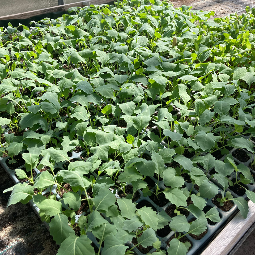 Bio-Jungpflanze Kohlrabi Enrico