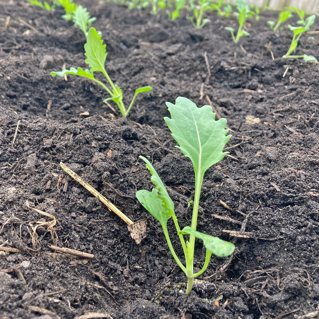 Kohlrabipflanzen im Beet