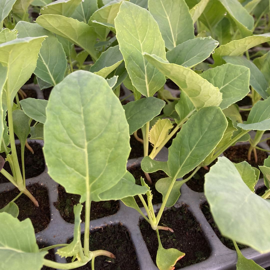 Bio-Jungpflanze Weißkohl Nagels Frühweiß