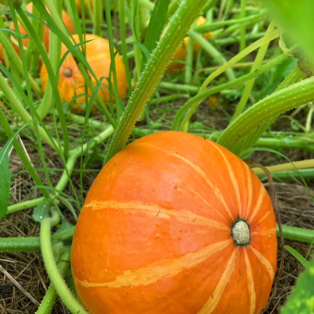 Bio-Jungpflanze Hokkaido-Kürbis Red Kuri