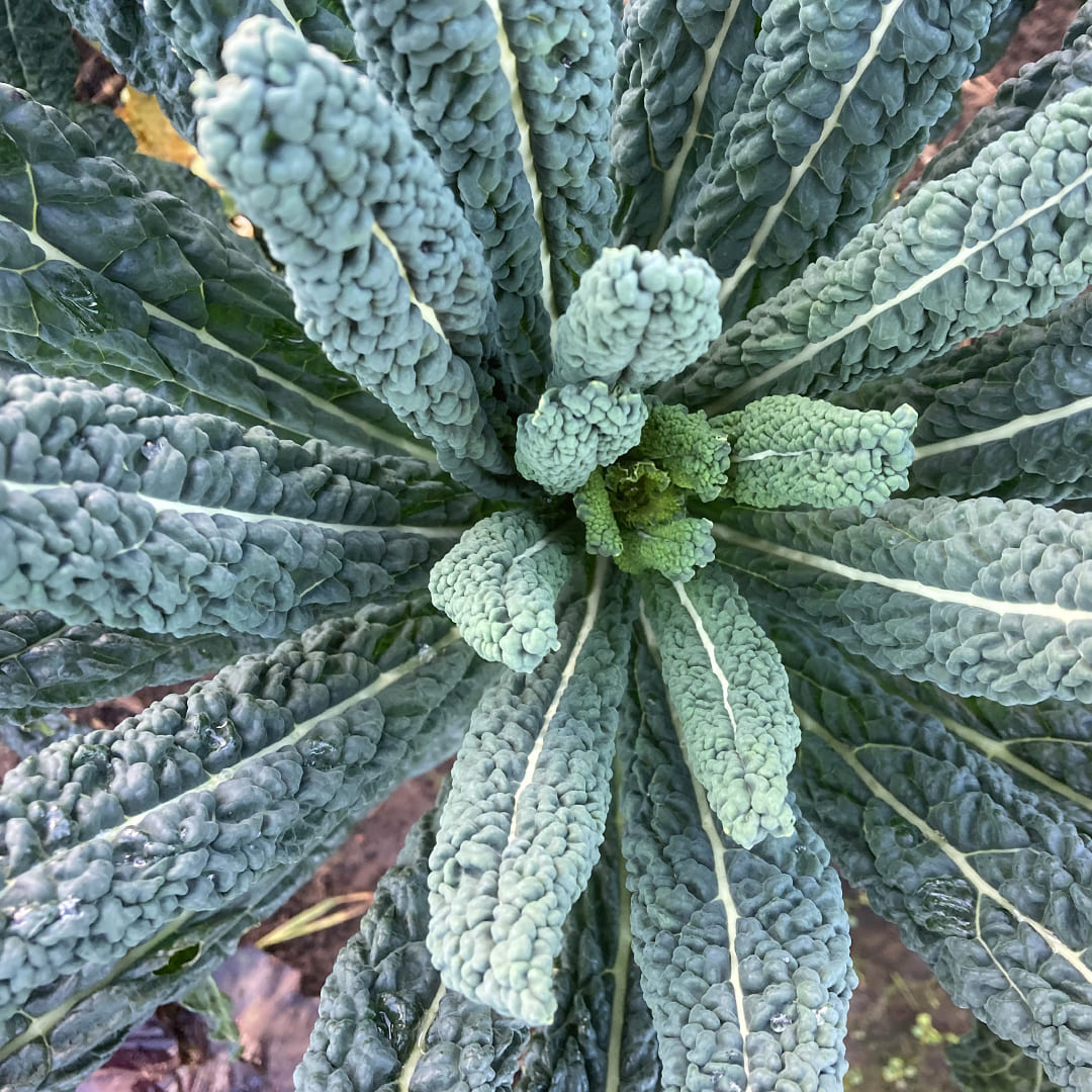 Palmkohl Nero di Toscana